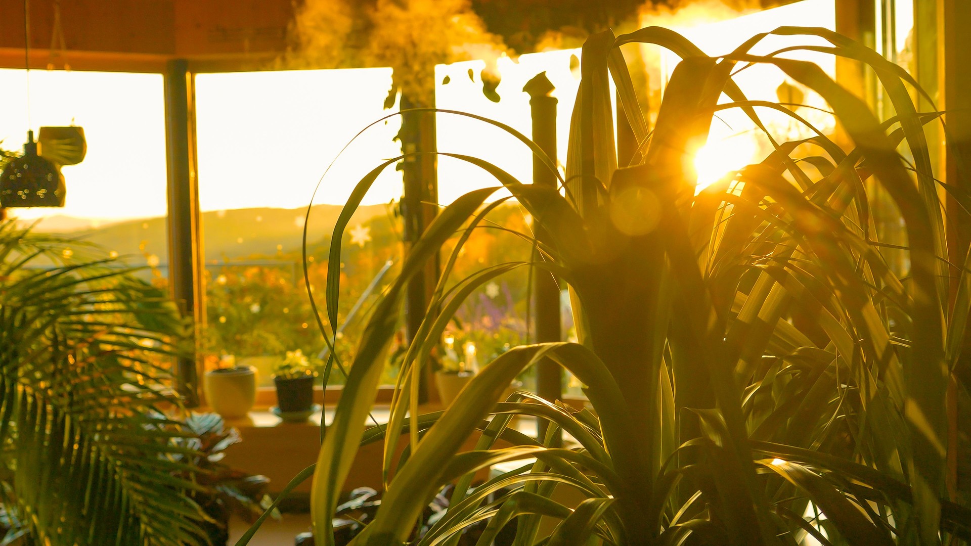 LENS FLARE, CLOSE UP: A beautiful sunrise through lush greenery of indoor jungle